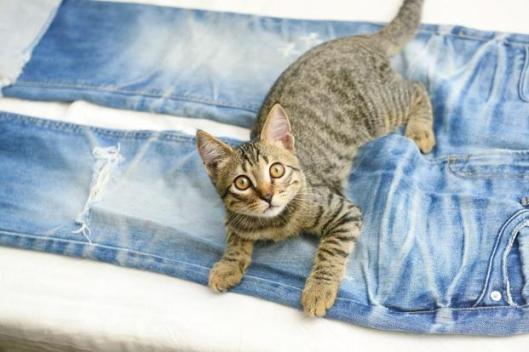 cat-k6vG--621x414@LiveMint