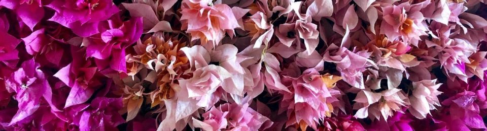 sitanshi talati-parikh